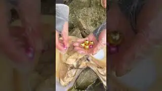 Wow! golden pearl #Pearl #treasurehunt  #treasure #pearls #oysters #magic