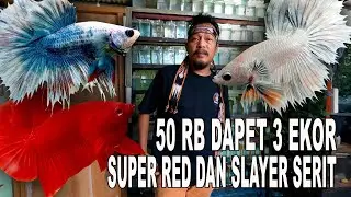 IKAN CUPANG SUPER RED 50 RB DAPAT 3 EKOR