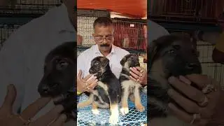 Galiff Street Dog Market ❣️🔥| Serampore Pet Market #dog #shorts #pets#viral