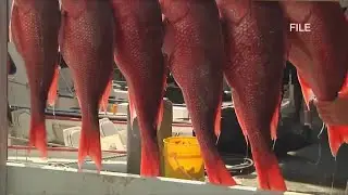Federal Government increasing for-hire catch limits for red snapper