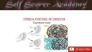 Types & Function of Tapetum