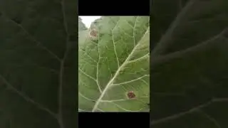 Alternaria leaf spot disease of Cauliflower
