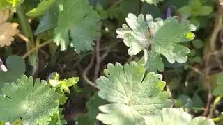 &lrm;@-earth.plants-animals&nbsp; Viola odorata,sweet violets flowers, lulet e manushaqeve t&euml; &euml;mbla(3)