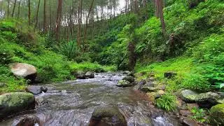 Relaxing River Sounds (3 Hours) | Peaceful Forest Stream | Calming Water Flow for Sleep & Study
