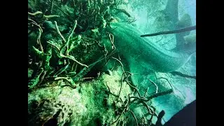 Shark attacks lobster then commercial diver attacks shark.Extreme underwater hunting videos Miami,FL