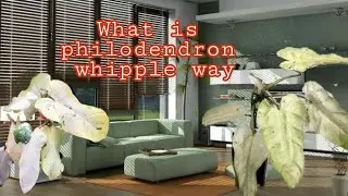 What is Philodendron Whipple way?