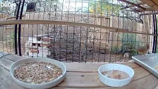 Female cardinal eating her worms