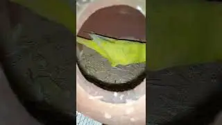 Australian bird's #shots #shortsvideo #video