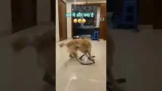 Fir kya🙄 #goldenretriever #petshub #funny #comedyshorts #pets #dogshorts#ytshorts#cutedog#smartpup