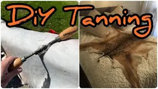 How to Tan a Deer Skin Hide | DIY Tanning & Taxidermy / State Forest Fallow Deer Rug