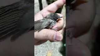 🌟Baby Bird 🐦🐦🕊️🕊️طائر صغير 🐦🐦🕊️🕊️শিশু পাখি 🐦🐦🕊️🕊️🌟 || #shorts  Amit Bhadana