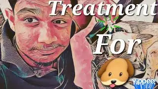 🐶 Can We Totally Remove Ticks & Fleas from Dogs? 🐾 | Best Treatment & Prevention Tips 🩺✨