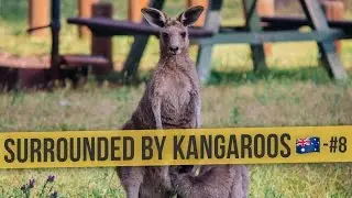 В окружении кенгуру | 🇦🇺 Australia Daily Vlog #8