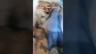 С Новым годом! 🐕💫⚘️🌺