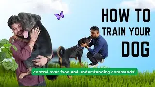 Rottweiler in Full Control | Powerful Obedience Training Session #dogtraining #rottweiler #petlover