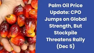 Palm Oil Price Update: CPO Jumps on Global Strength, But Stockpile Threatens Rally (Dec 5)