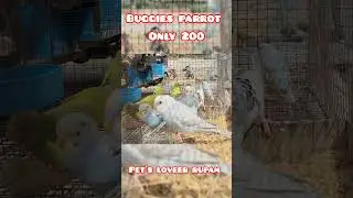 buggies parrot at very low price 😱#vairalvideo #birds #exotic