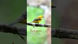 Silver Throated Tanager