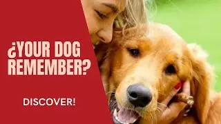 🐶🧠 &iquest;What Is a DOG'S MEMORY Like?