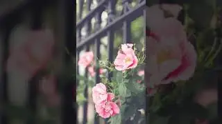 Background Colour change photo Editing || SM EDITZ