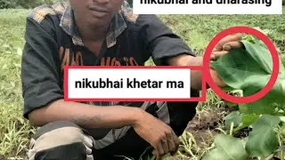 khetar me kapash nikubhai and dharasing