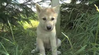 Wolf Park Week - June 6, 2010