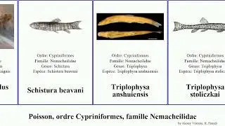 Poisson, ordre Cypriniformes, famille Nemacheilidae triplophysa fish insignis Nemacheilus Fuse
