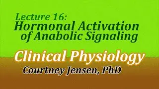 Hormonal Activation of Anabolic Signaling (Clinical Physiology, Lecture 16)