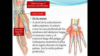 Arteria Radial