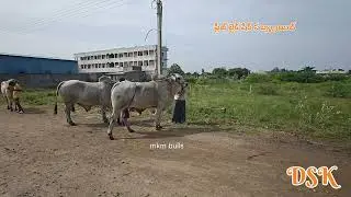 If you rank up, you'll be in the field#viralvideo#shortsfeed#ytshorts#animals#race#trendingshorts...