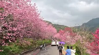 草嶺石壁櫻花
