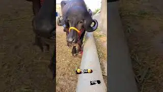 jafarabadi buffalo