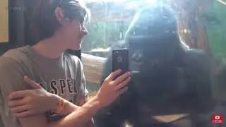 Funny Gorilla fails!! (HD QUALITY)