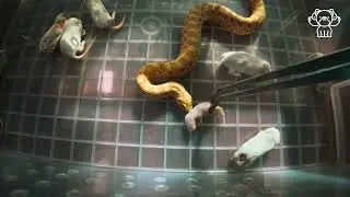 猪鼻蛇拒食hog-nosed snake