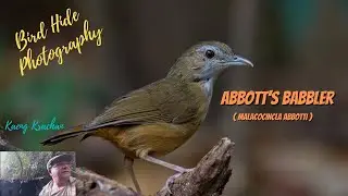Abbott's Babbler (Malacocincla abbotti) - a Birding Adventure in Thailand