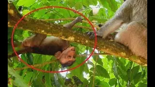 Lori Cry Loudly got Stuck on tree Coz Dolly Catch| Lori hungry Cry Call Mom Help.