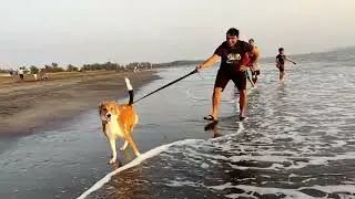 Day at the Beach |Dog Mini -vlog