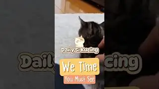 POV : Me Time With Majikan 😅#catlife#funnycat#fyp#short#kucinglucu#catlover#Kitten