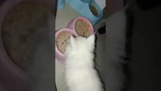 Cute Persian Cat Eating #cat #cute #funny #parsiancat