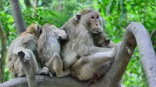 OMG__baby of Gladis monkey c#rying need a milk after mom breastfeeding more grooming from her child.