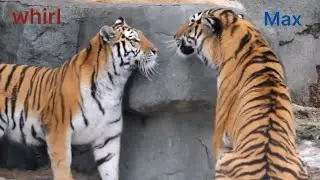 whirl and Max can you feel the love Tiger 