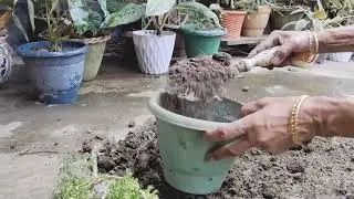 Aralia plant root bounce  ki reporting 🌿#youtubeshorts #ytshorts #youtube 