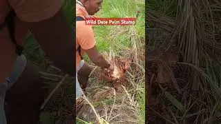 Mastering the art of primitive survival! 🏕️  wild? 🌍💪 #PrimitiveSkills #SurvivalLife