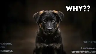 6 Reasons People Give Up On German Shepherds....