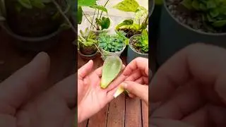Aprende!!! C&oacute;mo reproducir suculentas por hoja