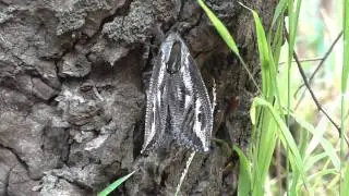 Huge Witchetty Grub Moth
