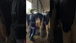 🐄💫 Farm Girl Does a Pregnancy Test on a Cow