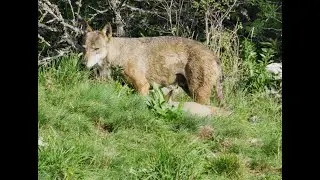 IL MIO 2025 NIK WILD NATURA WORLD IN 4K