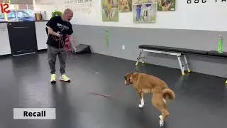 Sit Means Sit Pittsburgh Dog Training Clients In Action