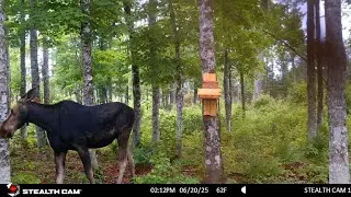 Cow Moose At Mineral Block June 20 2025